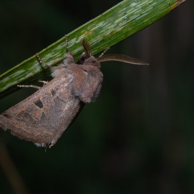 Episema tersa (jasnobarvec východní), NPP Na Adamcích