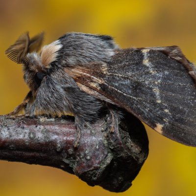 Poecilocampa populi (bourovec topolový), Žebětín