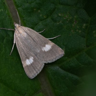 Udea alpinalis (zavíječ horský), SK, NPR Velická dolina, Tatry