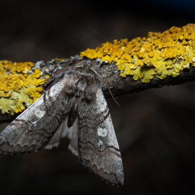 Achlya flavicornis (můřice jarní), Hády - odkaliště