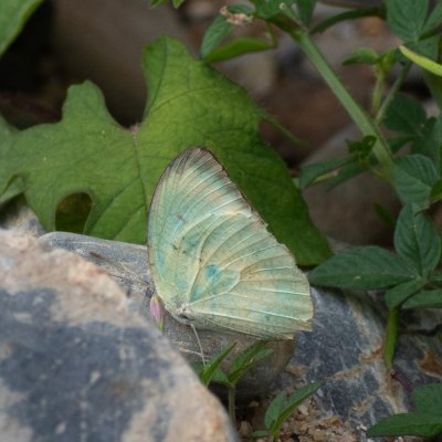 Catopsilia pyranthe (-), TH, Khao Sok