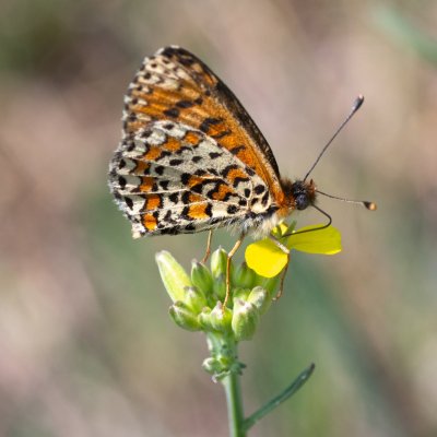 Melitaea trivia (hnědásek jižní), PR Svatý kopeček