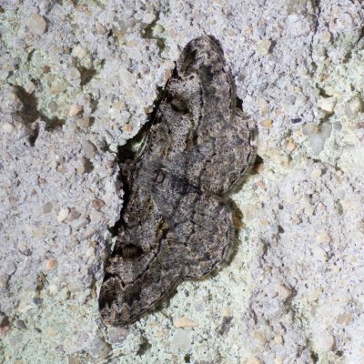 Peribatodes rhomboidaria (různorožec trnkový), Lukovany