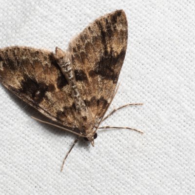 Thera variata (píďalka proměnlivá), Henčov