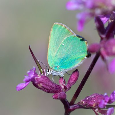 Callophrys rubi (ostruháček ostružinový), PR Kamenný vrch