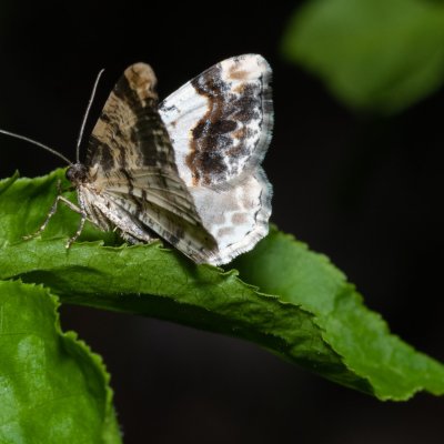 Ligdia adustata (skvrnopásník brslenový), PP Bobrava