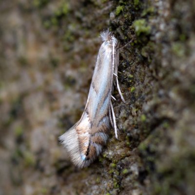 Phyllonorycter tenerella (-), Augšperský potok