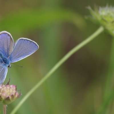 Polyommatus icarus (modrásek jehlicový), NS Motýlí ráj