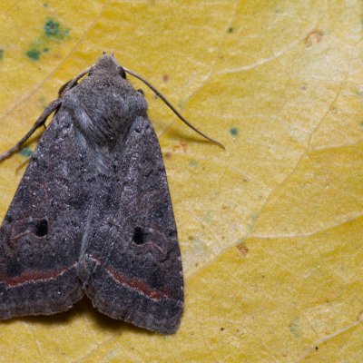 Agrochola lota (polnice vrbová), PP Střelická bažinka