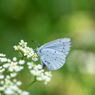 Celastrina argiolus (modrásek krušinový), PR Údolí Říčky