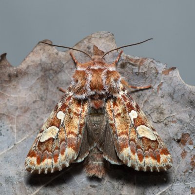 Panolis flammea (sosnokaz borový), Kývalka