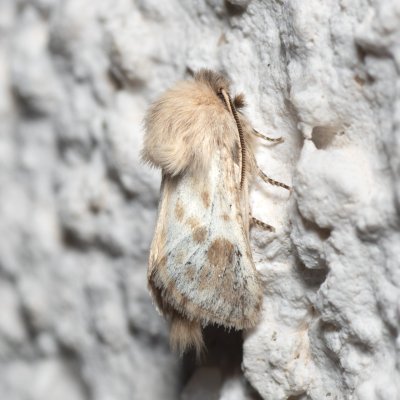 Dyspessa ulula (drvopleň cibulový), HR, Jablanac