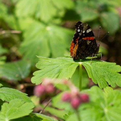 Vanessa atalanta (babočka admirál), Jimramov