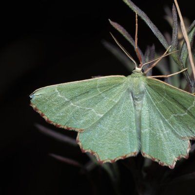 Thalera fimbrialis (zelenopláštník mateřídouškový), Lysá hora u Ochozu