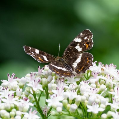 Araschnia levana (babočka síťkovaná), Lukovany