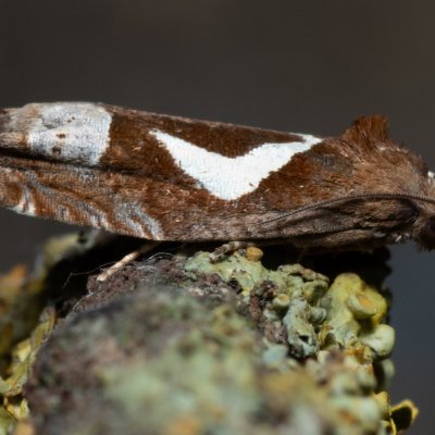 Epiblema foenella (obaleč skobovitý), Hrušovany u Brna