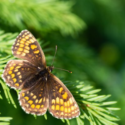 Melitaea athalia (hnědásek jitrocelový), SK, Štôla