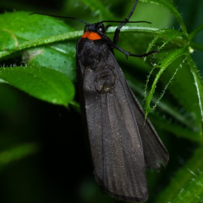 Atolmis rubricollis (lišejníkovec černý), Žebětín