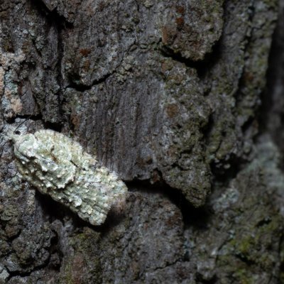 Acleris literana (obaleč zelenavý), Žebětín