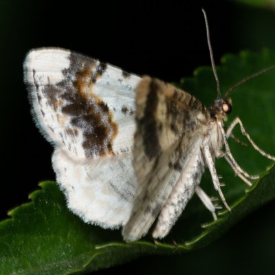 Ligdia adustata (skvrnopásník brslenový), Augšperský potok