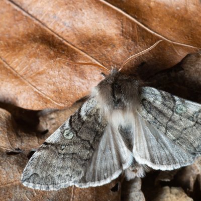 Achlya flavicornis (můřice jarní), Kývalka