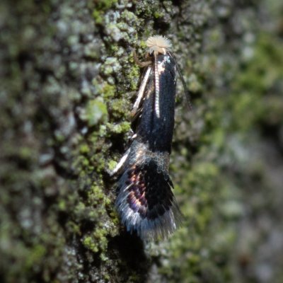 Nepticulidae sp., Podkomorské lesy, Kopeček