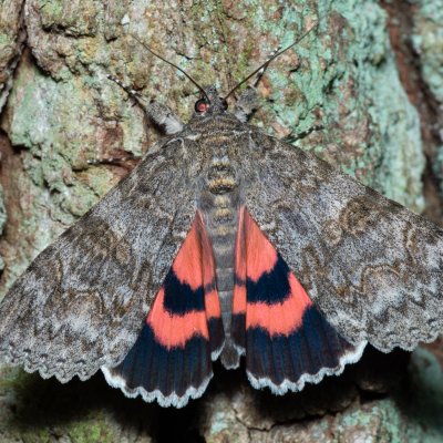 Catocala nupta (stužkonoska olšová), Augšperský potok