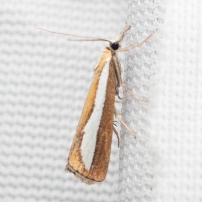 Catoptria margaritella (travařík bělopruhý), NPR Radostínské rašeliniště