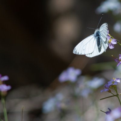 Pieris napi (bělásek řepkový), Vír