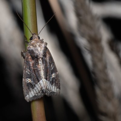 Helotropha leucostigma (šedavka pobřežní), PP Bobrava