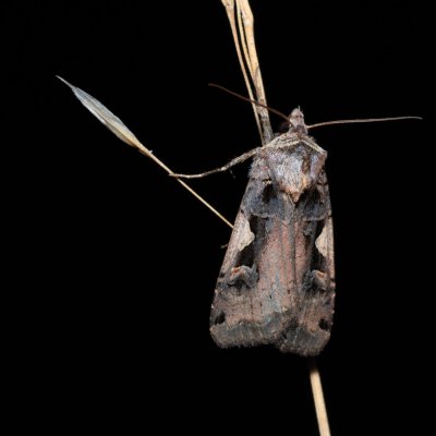 Xestia c-nigrum (osenice černé C), NPR Slanisko u Nesytu