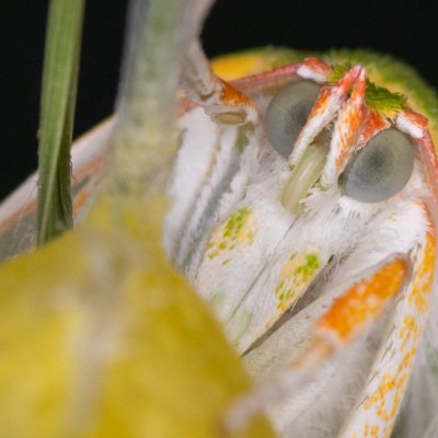 Bena bicolorana (zeleněnka dubová), Žebětín
