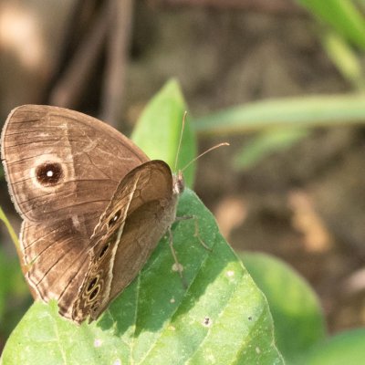 Mycalesis sp., TH, Khao Sok
