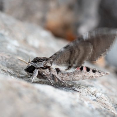 Agrius convolvuli (lišaj svlačcový), HR, Jablanac