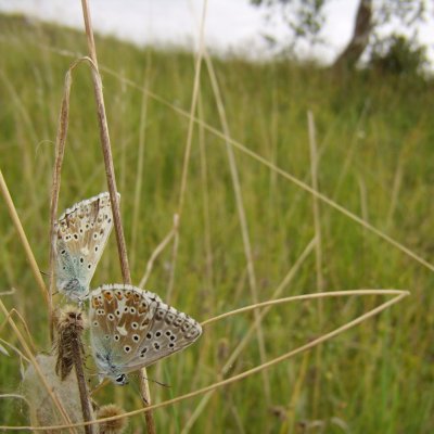 Polyommatus coridon (modrásek vikvicový), PP Malhostovické kopečky
