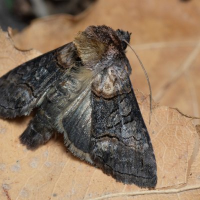 Abrostola asclepiadis (kovolesklec tolitový), PP Kavky