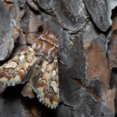 Panolis flammea (sosnokaz borový), PR Kamenný vrch