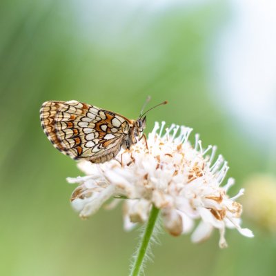 Melitaea athalia (hnědásek jitrocelový), PP Obůrky - Třeštěnec