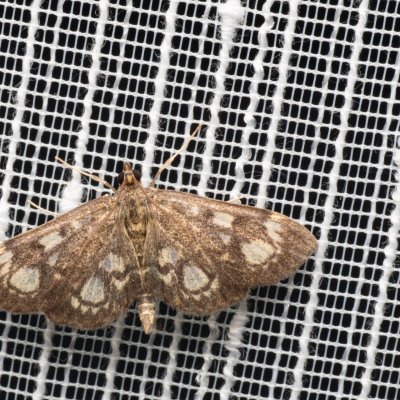 Anania coronata (zavíječ bezový), PP Bobrava