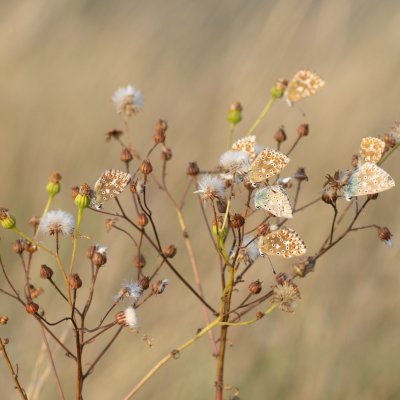 Polyommatus coridon (modrásek vikvicový), PP Černice