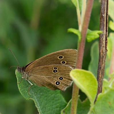 Aphantopus hyperanthus (okáč prosíčkový), SK, Štôla