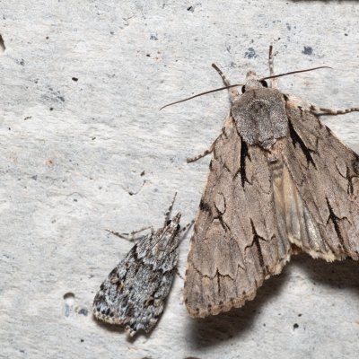 Acronicta psi (šípověnka trnková), HR, Krasno