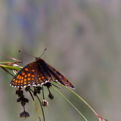 Melitaea athalia (hnědásek jitrocelový), SK, Štôla