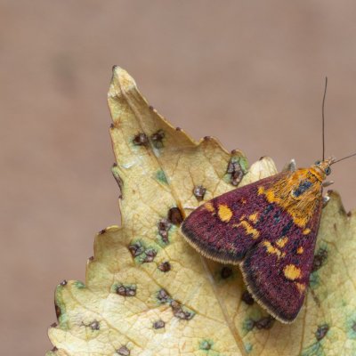 Pyrausta aurata (zavíječ zlatoskvrnný), PP Kamenný vrch u Kurdějova