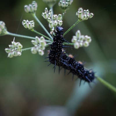 Aglais io (babočka paví oko), Žebětín