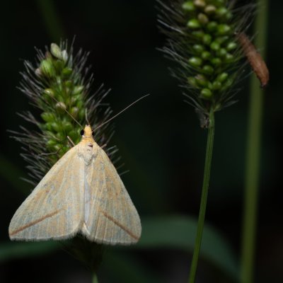 Rhodometra sacraria (žlutokřídlec středomořský), HR, Jablanac