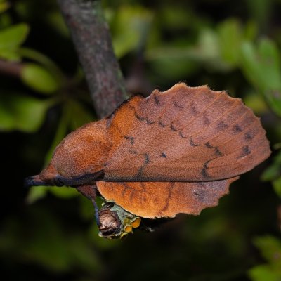 Gastropacha quercifolia (bourovec ovocný), PP Skalky u Sedlece