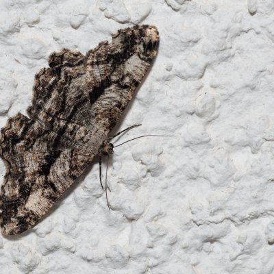 Peribatodes umbraria (různorožec nápadný), HR, Jablanac