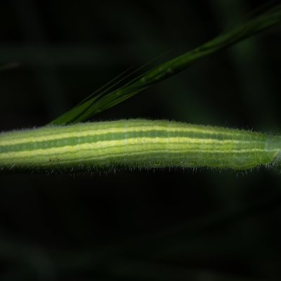 Kirinia roxelana (-), GR, Sokraki, Korfu