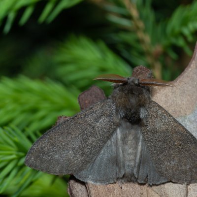 Calliteara pudibunda (štětconoš ořechový), Devět křížů